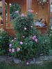Hypathia rose photo