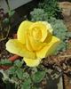 Sunbright ® rose photo