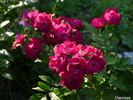 Ilmenau rose photo