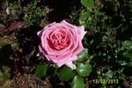 Sir Winston Churchill rose photo