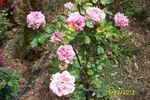 Sir Winston Churchill rose photo