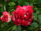Atlantic City rose photo