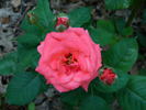 Bahia rose photo