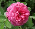 Cardiff Castle rose photo