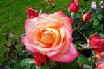 Champion rose photo