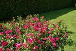 Joseph Guy, Cl. rose photo