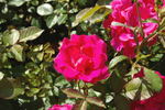 Joseph Guy, Cl. rose photo