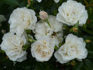 Carte Blanche ® rose photo