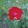 Lichterloh rose photo