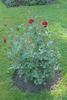 Lichterloh rose photo