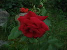 Isabel Renaissance rose photo