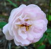 Charlotte Wierel rose photo