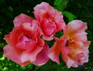 Florentia rose photo