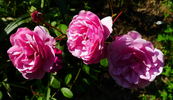 Cotorrita Real rose photo