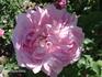 Marquise de Mortemart rose photo