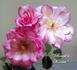 Basil's Kisses rose photo