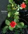 Painted Desert rose photo