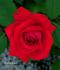 Painted Desert rose photo