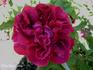 Charles Wood rose photo