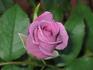 Blue Ribbon rose photo