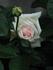 Poker ® rose photo
