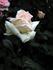 Poker ® rose photo