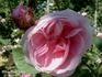 Joséphine de Beauharnais rose photo
