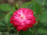 Red Germain rose photo