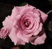 Azure Sea rose photo