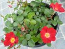 Archimedes rose photo