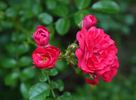 Angel Falls rose photo