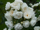 Neige d'Été rose photo