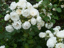 Neige d'Été rose photo