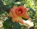 Pocahontas rose photo