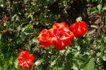 Farandole rose photo