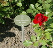 Happy Wanderer ® rose photo