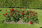 Happy Wanderer ® rose photo