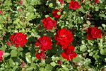 Happy Wanderer ® rose photo