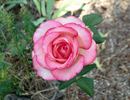 Attracta rose photo