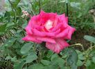 Editor Tommy Cairns rose photo