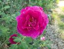 Incense Indigo ™ rose photo