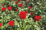 Pussta rose photo