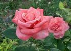 Miss Elvis rose photo