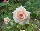 Nicolette rose photo