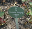 Gertrude Gregory rose photo