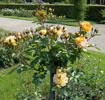 Bessy rose photo