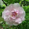 Mrs. John McNabb rose photo