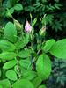 Mrs. John McNabb rose photo