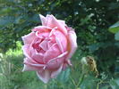 Mrs. Sam McGredy, Cl. rose photo