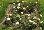Apricot Meidiland rose photo